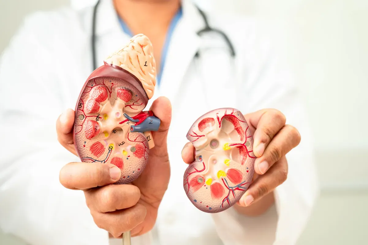 Detecting Kidney Failure (Early Stages): Symptoms and Diagnostic Tests