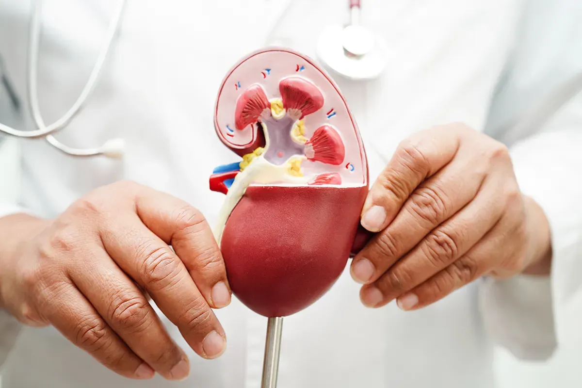 Everyday Habits That May Lead to Chronic Kidney Disease