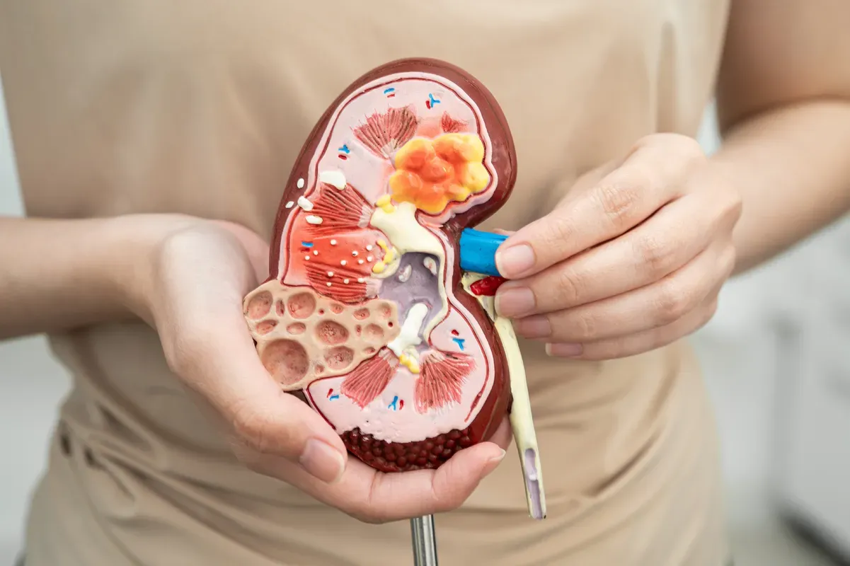 How Genetics Influences Chronic Kidney Disease