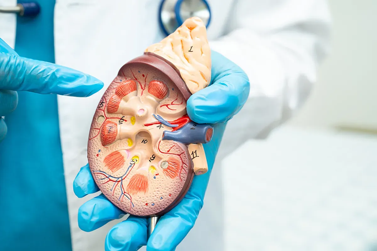 Understanding the Different Types of Haematuria